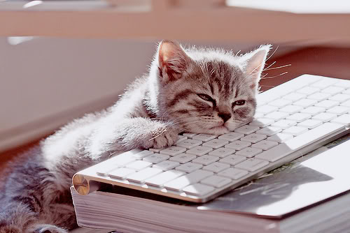 Cute cat resting its head on a computer keyboard