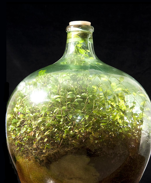 Systems Thinking expressed as the self-sustaining system of a terrarium